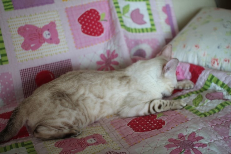 스노우뱅갈고양이 여아 매기예요~ 관련 이미지 7