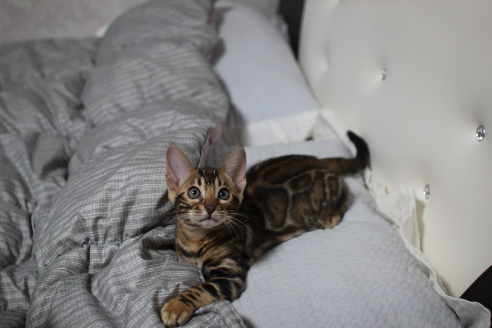 뱅갈고양이분양 장군이,아롱이, 탑식이~ 관련 이미지 2