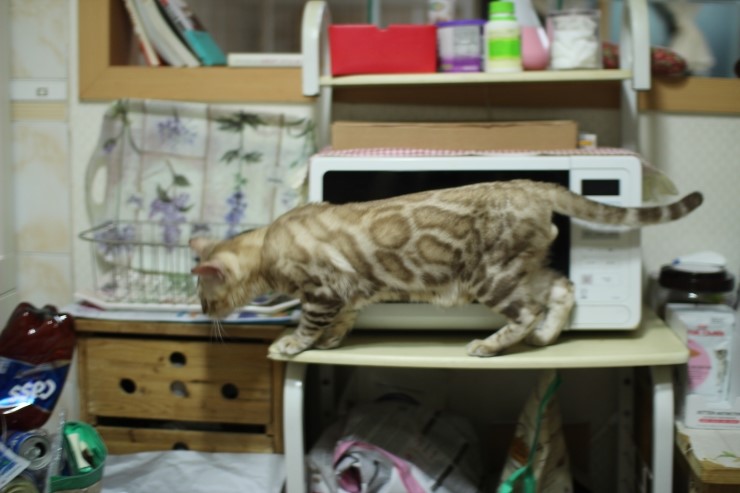 실밍크 뱅갈고양이 킹이예요~~ 관련 이미지 9