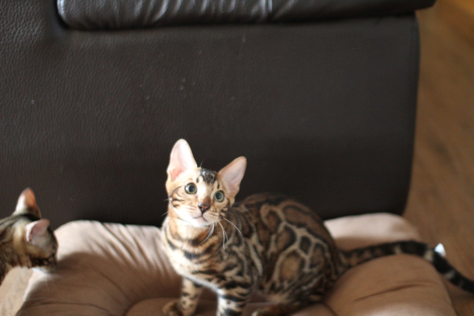 뱅갈고양이분양 너희들 강아지니? 고양이니? ^^ 관련 이미지 8