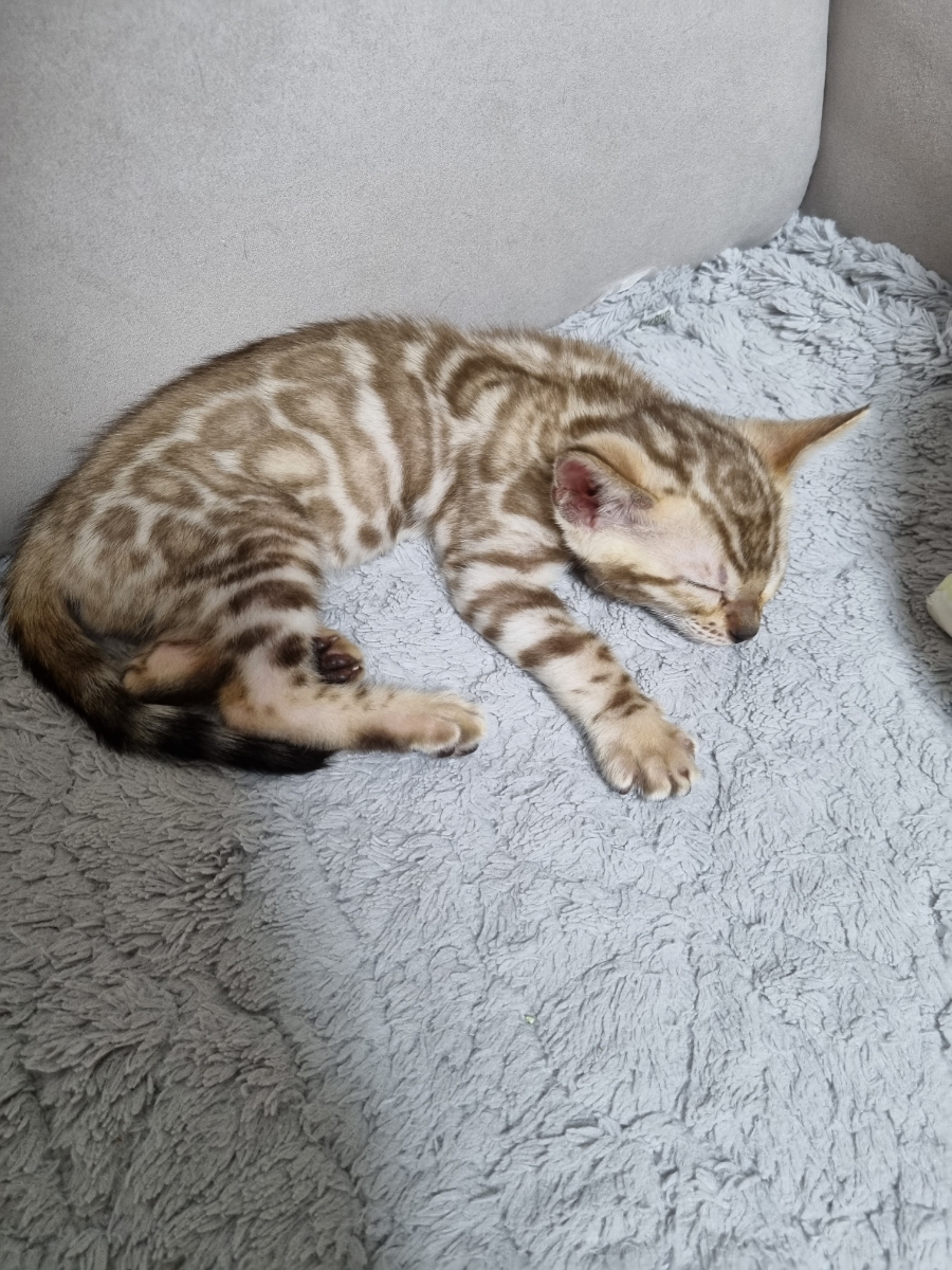 강아지 같은 실밍크뱅갈고양이 남아 분양해요 관련 이미지 1