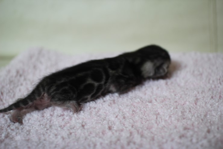 뱅갈고양이 실버랑 브라운 꼬물이 관련 이미지 1