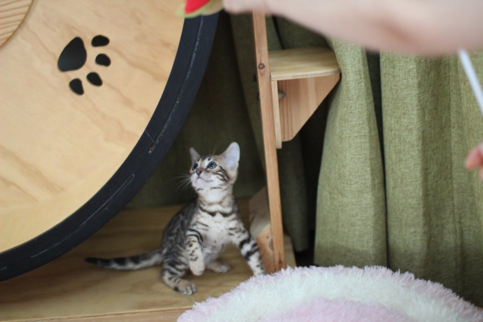 완전완전 개냥이 브라운 뱅갈고양이 여아 분양합니다~ 관련 이미지 4