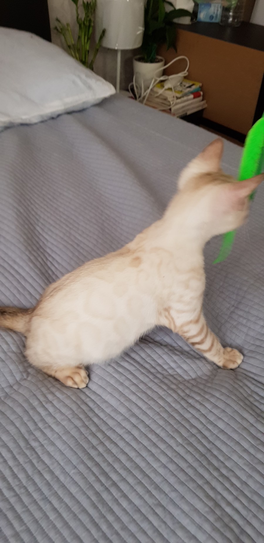 스노우뱅갈고양이 개냥이 남아 노는 모습 😁 관련 이미지 6