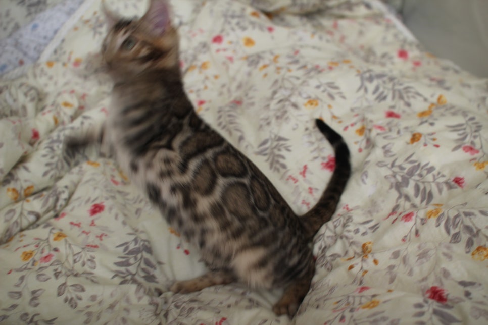 낯가림 제로 성격 최고 개냥이 뱅갈고양이 남아 분양해요~ 관련 이미지 8