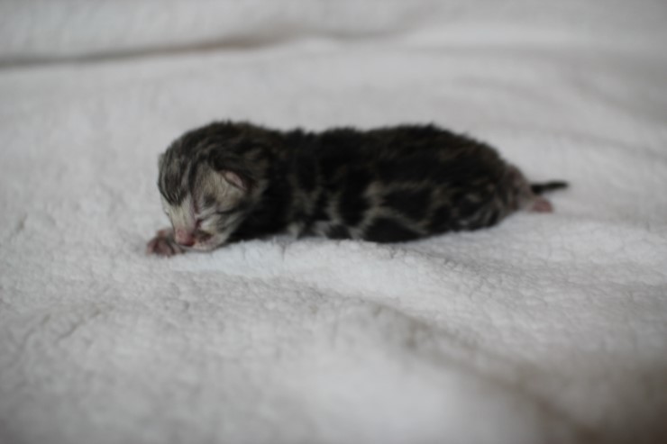 new litter 관련 이미지 4