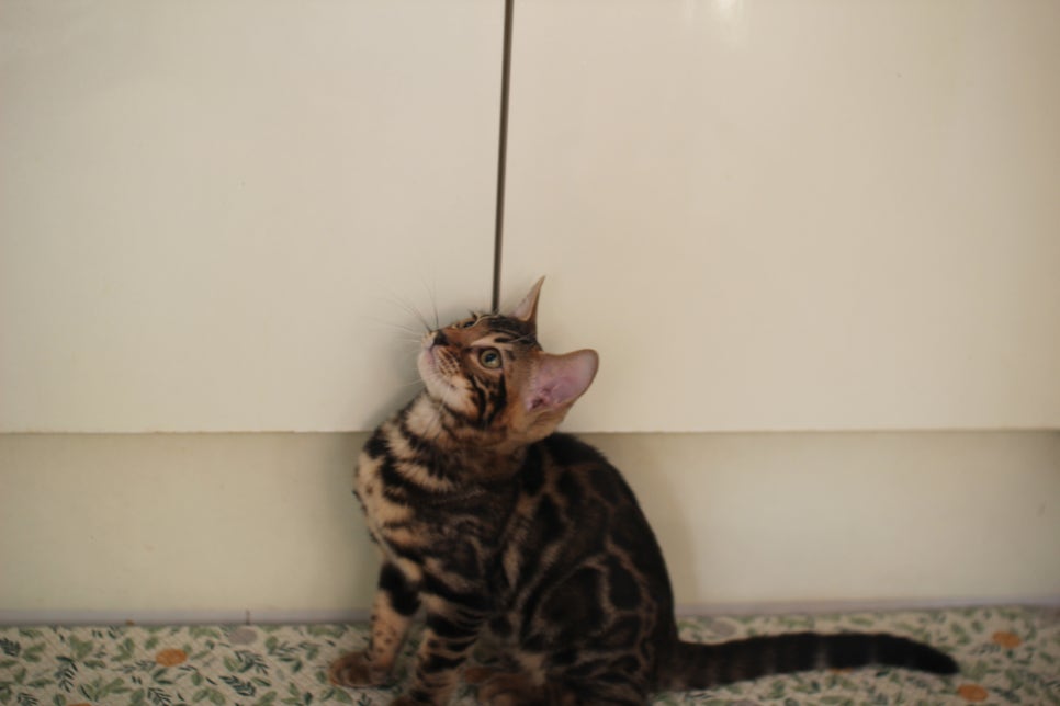 브라운 뱅갈고양이 분양중인 아이들 오늘 모습 입니다~ 관련 이미지 15