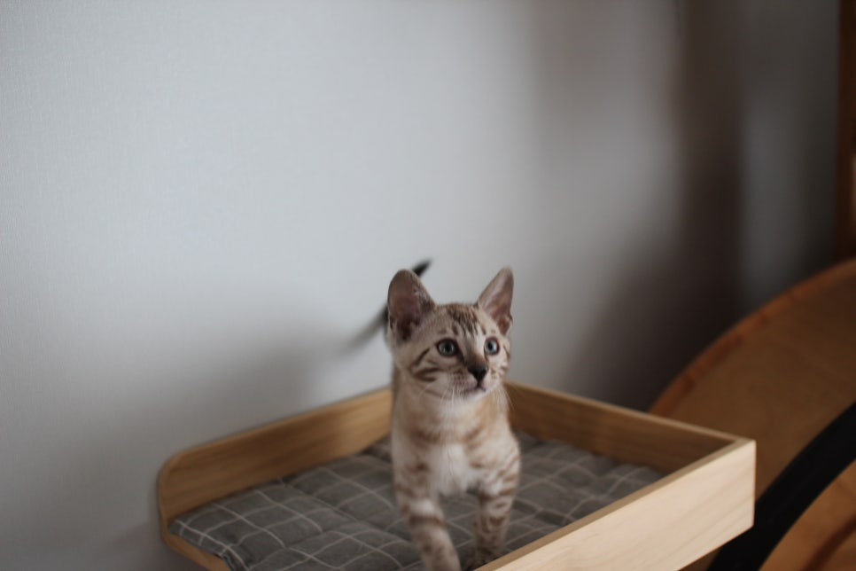 스노우뱅갈고양이 남아 분양해요~(그냥 강아지 같아요) 관련 이미지 3