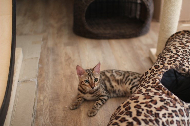 뱅갈고양이 숙자 없다 ~~ 관련 이미지 2