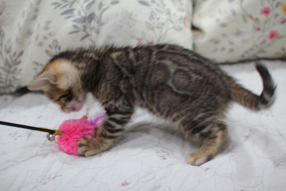 빅로젯이 멋진 완전완전 개냥이 남아 분양해요~ 관련 이미지 9