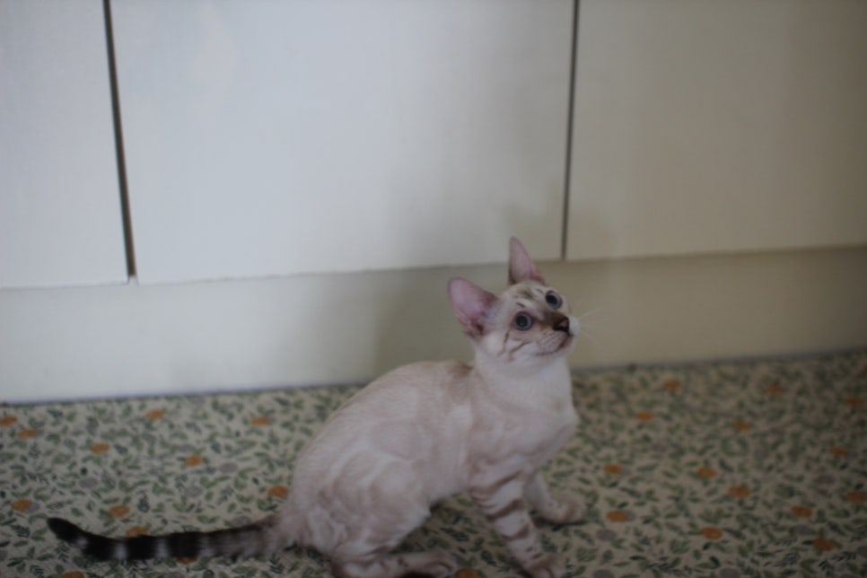 스노우뱅갈고양이 여아 구름이 분양해요~ 관련 이미지 4