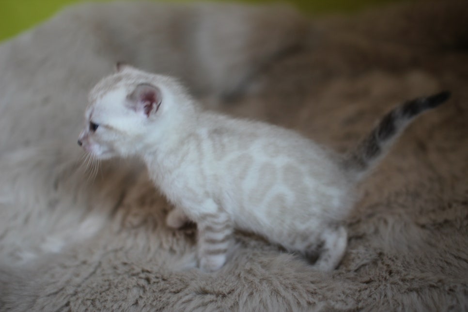 뱅갈고양이 분양 부티가 흘러요 흘러~ 관련 이미지 19