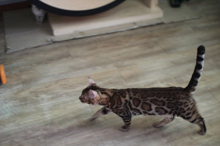 뱅갈고양이,뱅갈고양이 분양,링컨이와 초아 ~~~ 관련 이미지 2