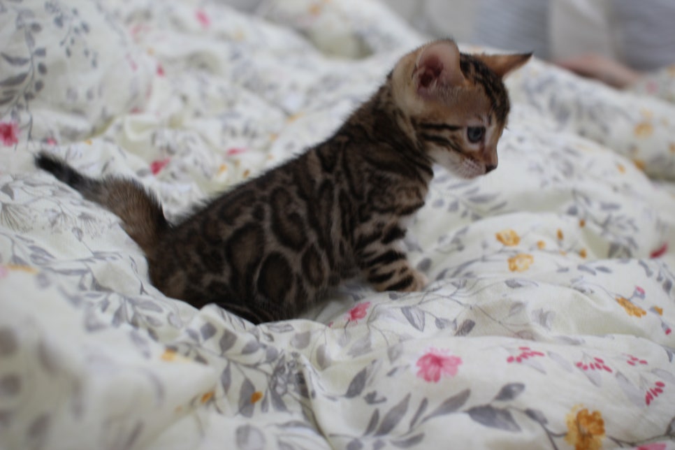 브라운 뱅갈고양이 자매 분양해요~ 관련 이미지 11