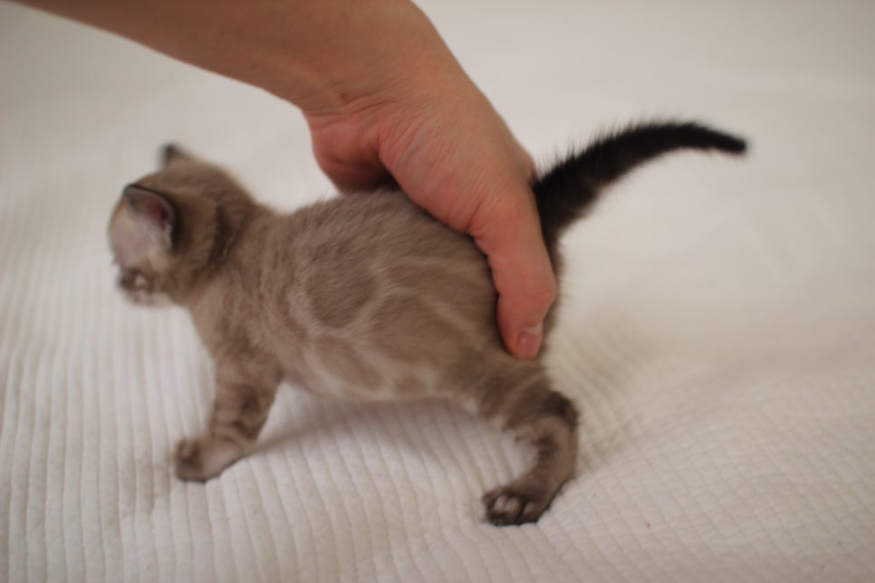 고퀄리티 스노우뱅갈고양이 아이들 분양합니다~ 관련 이미지 26