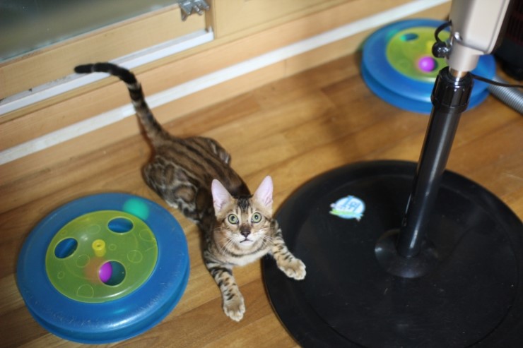 뱅갈고양이 키퍼 남아 gsw 입니다^^ 관련 이미지 5