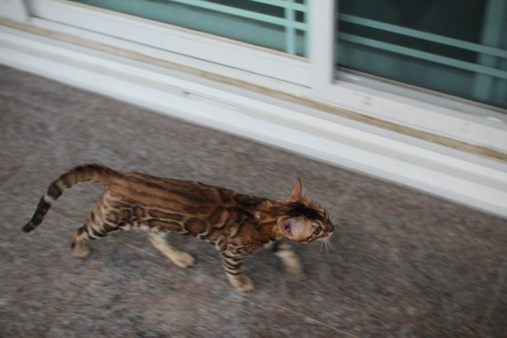 브라운 뱅갈고양이 남아 워리어 입니다~ 관련 이미지 4