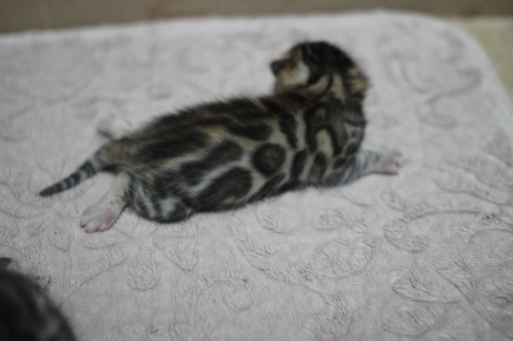 뱅갈고양이 자매 오늘 모습 입니다~ 관련 이미지 14