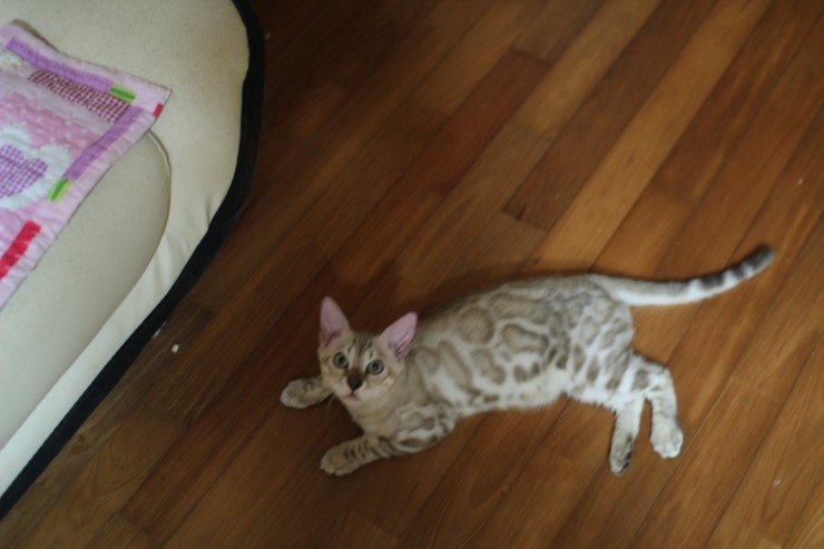 실밍크 뱅갈고양이 킹 입니다~~ 관련 이미지 2