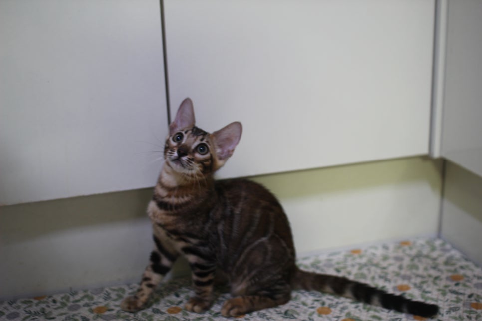 뱅갈고양이 분양중인 아이들 입니다~ 관련 이미지 10