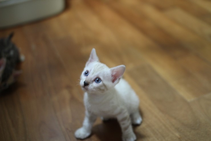 하얀 눈꽃송이 스노우뱅갈고양이 꼬맹이 여아예요 관련 이미지 6