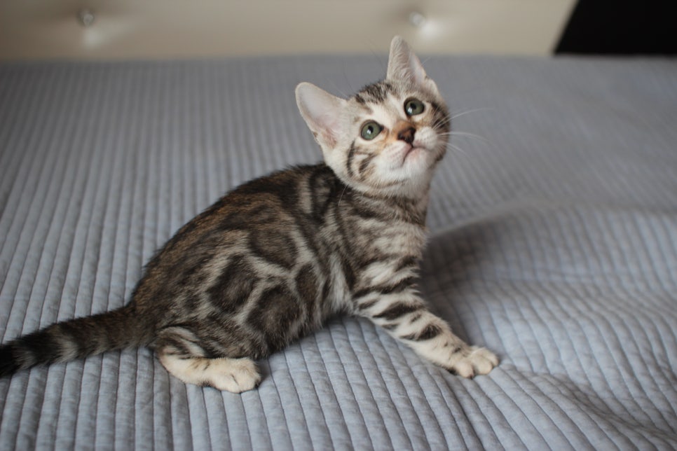 실밍크,브라운,실버뱅갈고양이 분양 합니다~ 관련 이미지 17