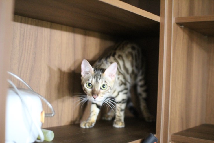 뱅갈고양이 아이들 일상~~~ 관련 이미지 4