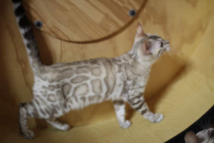 추억에 스노우뱅갈고양이 캣휠 선수들~ 관련 이미지 1