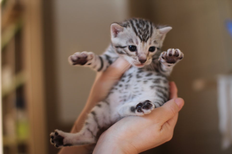 실버뱅갈고양이 여아 분양합니다~ 관련 이미지 1