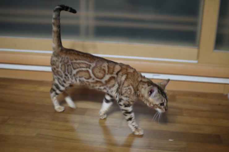 소유뱅갈고양이 캐터리 스텔라예요~~ 관련 이미지 4