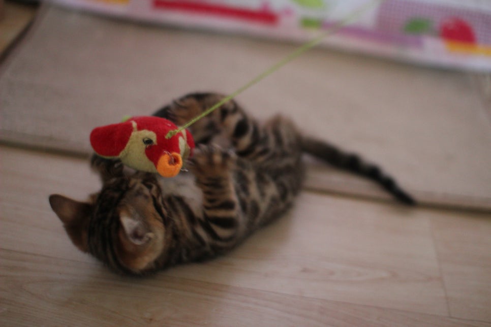 뱅갈고양이분양 매혹적인 파란눈 스노우 아이들. 관련 이미지 13