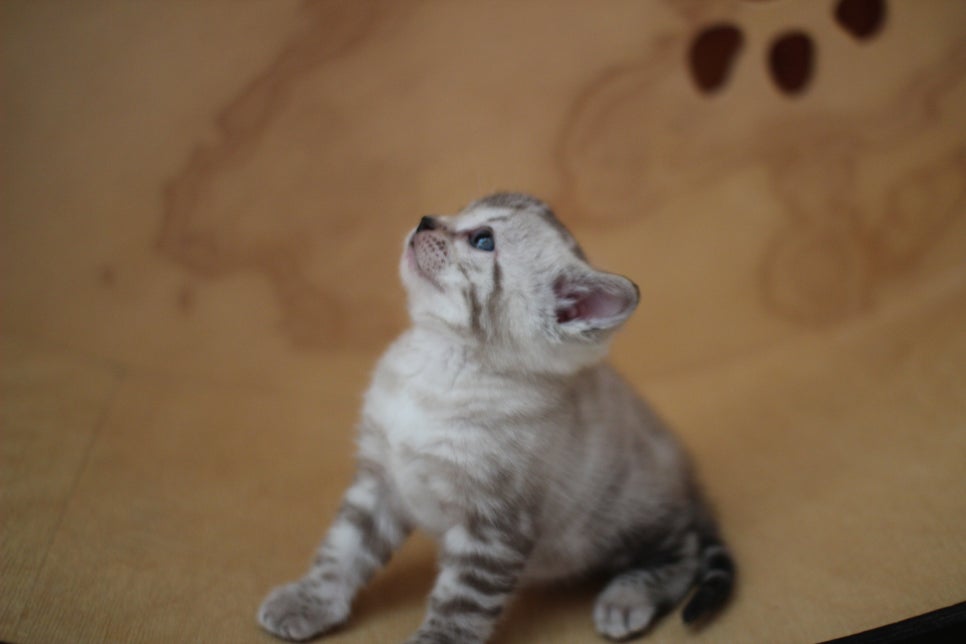 스노우뱅갈고양이 여아예요~ 관련 이미지 6