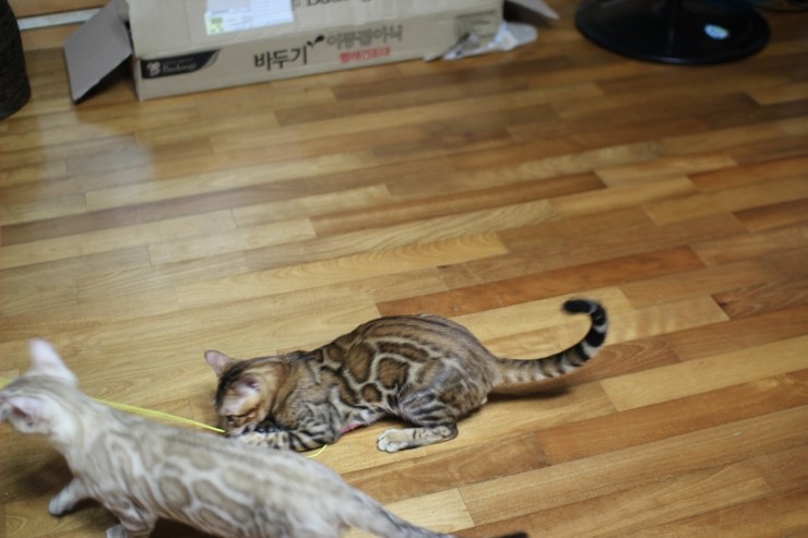 뱅갈고양이 아이들 신나게 노는 아이들~ 관련 이미지 4
