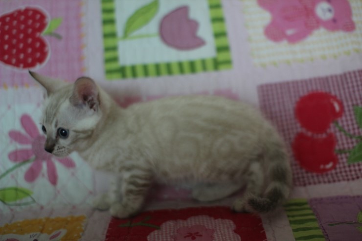 실링스뱅갈고양이 키퍼여아 많이 컸어요 관련 이미지 4