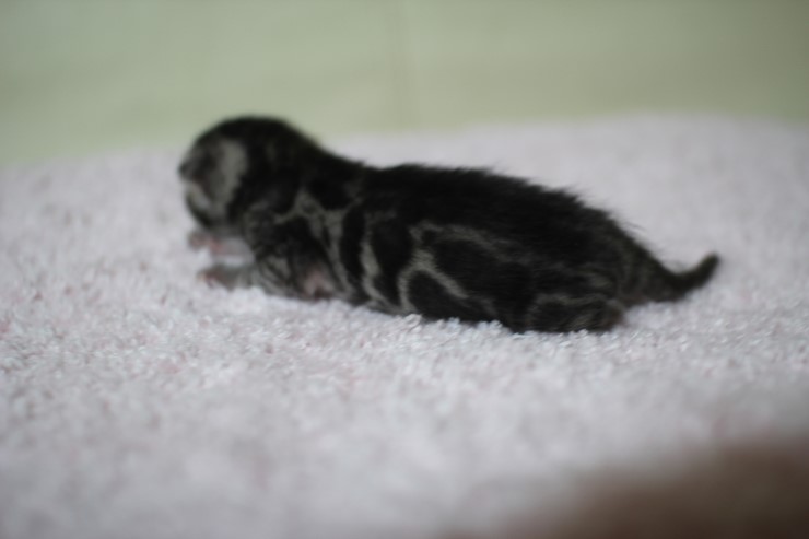 뱅갈고양이 실버랑 브라운 꼬물이 관련 이미지 6