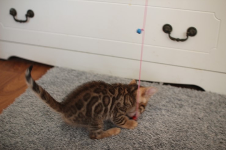 뱅갈고양이 분양 완전히 빠졌네 빠졌어~ 관련 이미지 42