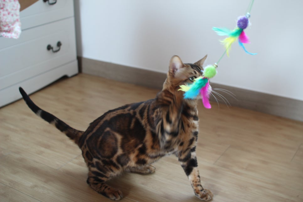 스파블 뱅갈고양이 블랙홀 새집에서 한컷 관련 이미지 5