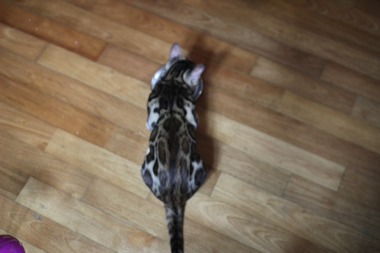 반짝반짝 뒷태 뱅갈고양이 딥드릴러~ 관련 이미지 3