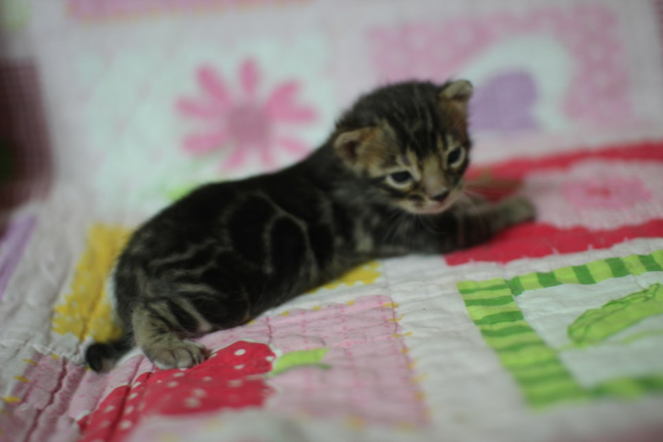 예약된 브라운 뱅갈고양이 남아에요~ 관련 이미지 12