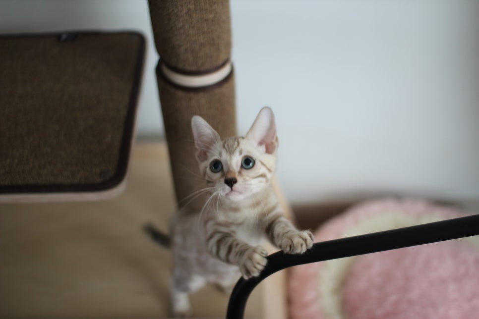 요정같이 생긴 실밍크뱅갈고양이 여아 분양해요~ 관련 이미지 3