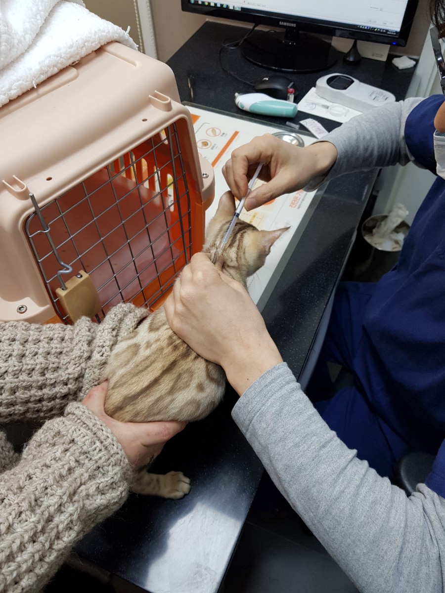 실밍크 뱅갈고양이 남아 미국으로 가요... 관련 이미지 2