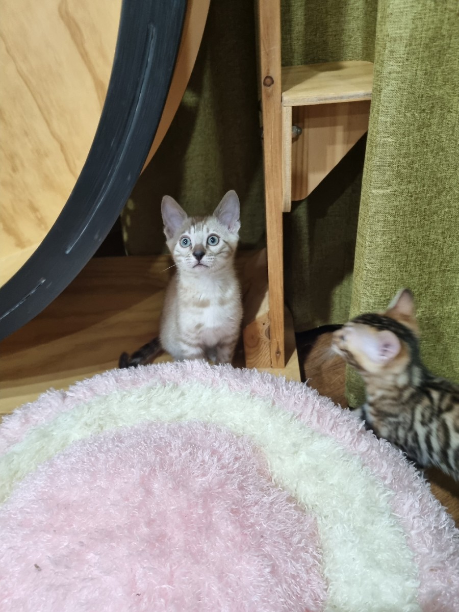 실밍크뱅갈고양이 남아 분양해요~ 관련 이미지 2