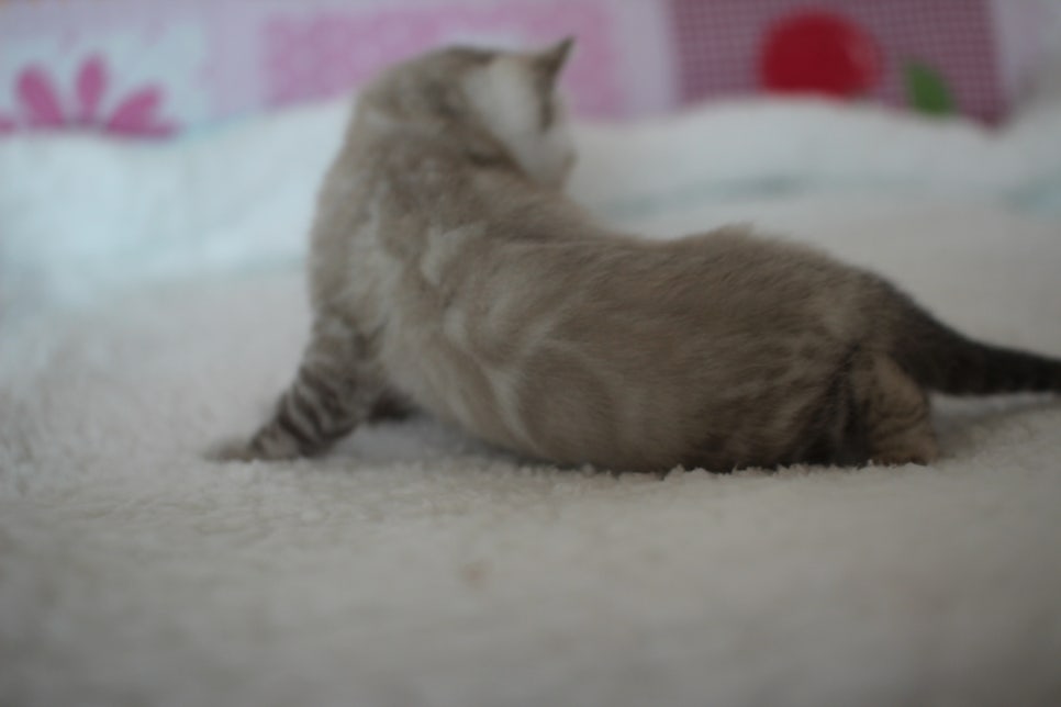 실링스 뱅갈고양이 남아 오늘 모습~ 관련 이미지 11