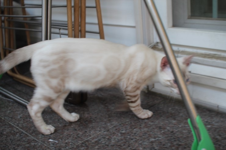 스노우 뱅갈고양이 스노우킹~ 관련 이미지 2