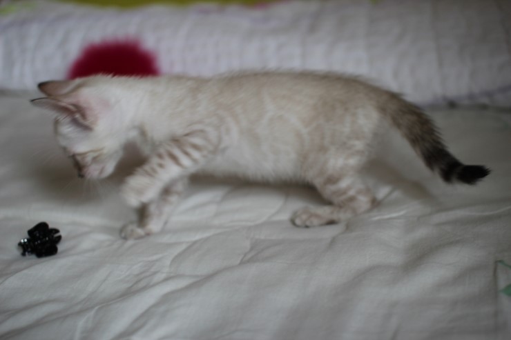 실링스 뱅갈고양이 키퍼 여아 입니다^^ 관련 이미지 9