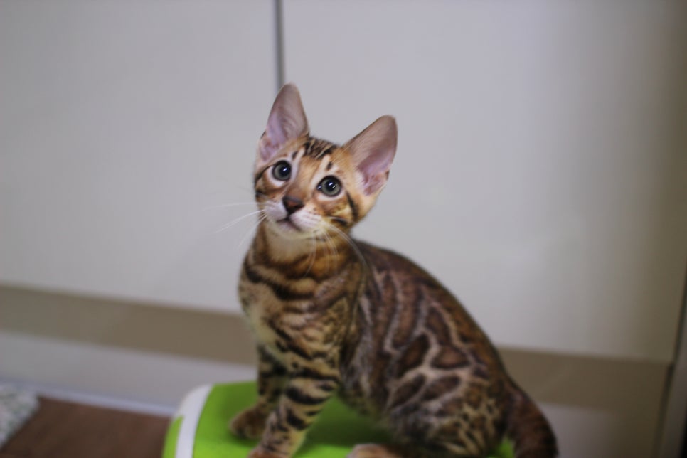 분양중인 뱅갈고양이들 아이들 보세요~ 관련 이미지 16