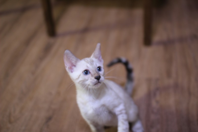 스노우뱅갈고양이 깜찍이 요정 분양해요 관련 이미지 4