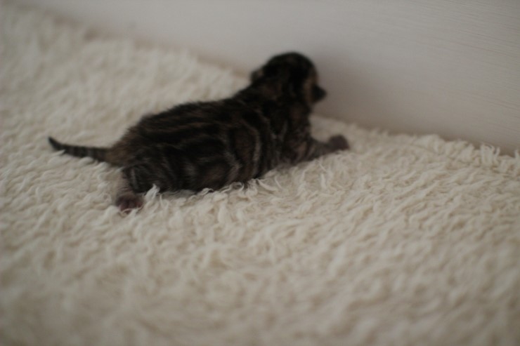 어제 태어난 뱅갈고양이 꼬물이 남아예요~ 관련 이미지 5