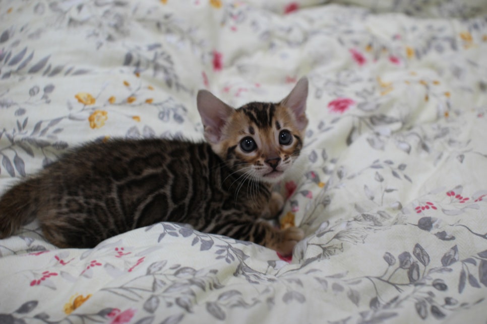 브라운 뱅갈고양이 자매 분양해요~ 관련 이미지 1