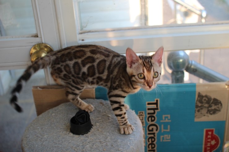 브라운 뱅갈고양이 키퍼 여아들~ 관련 이미지 9